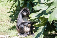 Buesnos Aires Zoo
