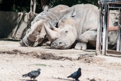 Buesnos Aires Zoo