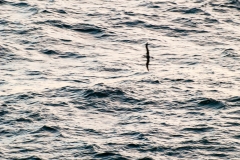 2015 Cape Horn