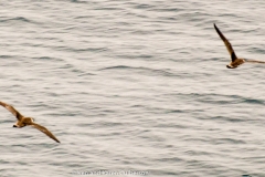 2015 Celbrity Infinity