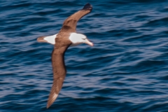 2015 Celbrity Infinity