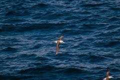 2015 Celbrity Infinity