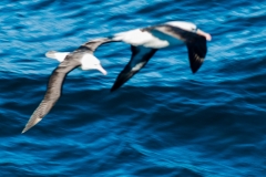 2015 Celbrity Infinity