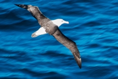 2015 Celbrity Infinity