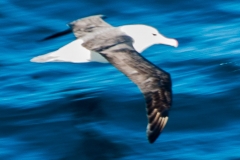 2015 Celbrity Infinity