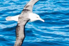 2015 Celbrity Infinity