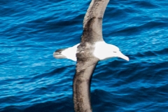 2015 Celbrity Infinity