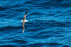 2015 Celbrity Infinity