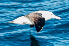 2015 Celbrity Infinity