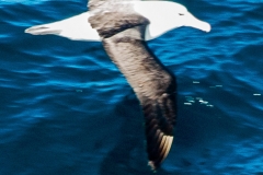 2015 Celbrity Infinity