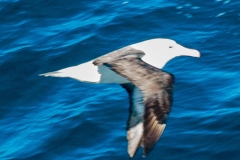 2015 Celbrity Infinity