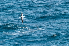 2015 Celbrity Infinity