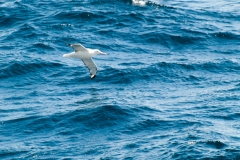 2015 Celbrity Infinity