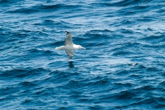 2015 Celbrity Infinity