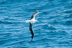 2015 Celbrity Infinity