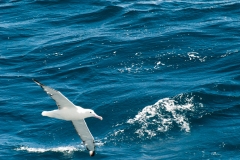 2015 Celbrity Infinity