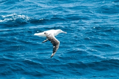 2015 Celbrity Infinity