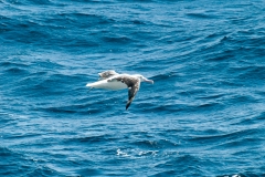 2015 Celbrity Infinity