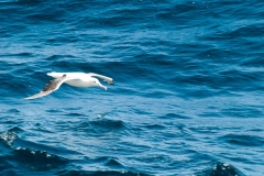 2015 Celbrity Infinity