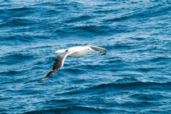 2015 Celbrity Infinity