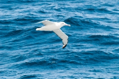 2015 Celbrity Infinity