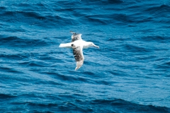 2015 Celbrity Infinity