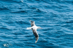 2015 Celbrity Infinity