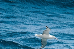 2015 Celbrity Infinity