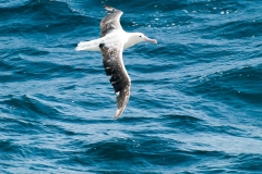 2015 Celbrity Infinity