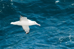 2015 Celbrity Infinity