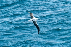 2015 Celbrity Infinity