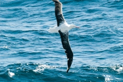 2015 Celbrity Infinity