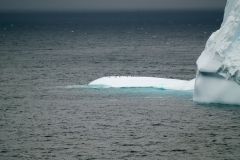 2015 Elephant Island Antartica