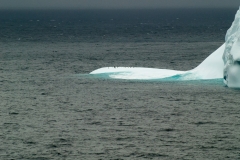 Elephant Island