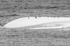 Elephant Island