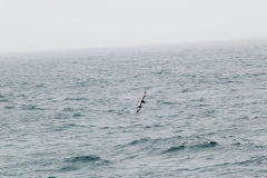 2015 Elephant Island Antartica