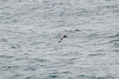 2015 Elephant Island Antartica