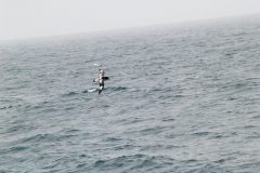 2015 Elephant Island Antartica