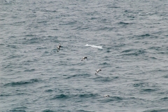 Elephant Island