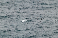 2015 Elephant Island Antartica