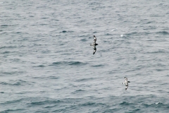2015 Elephant Island Antartica