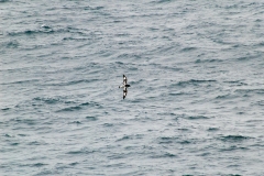 2015 Elephant Island Antartica