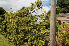 2015 Walmer Castle and Gardens England