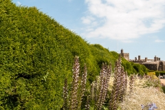 2015 Walmer Castle and Gardens England