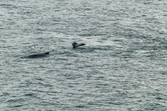 Gerlache Strait
