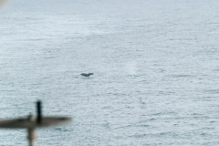 Gerlache Strait