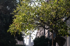 Buenos Aires