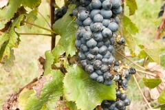 2015 Montevideo Uruguay