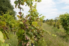 2015 Montevideo Uruguay