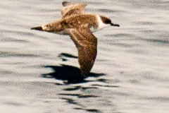 2015 Celbrity Infinity